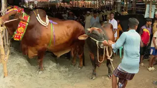 রাজধানীর দুই সিটিতে বসছে ১৮টি পশুর হাট, চাঁদাবাজি ঠেকাতে কঠোর প্রশাসন